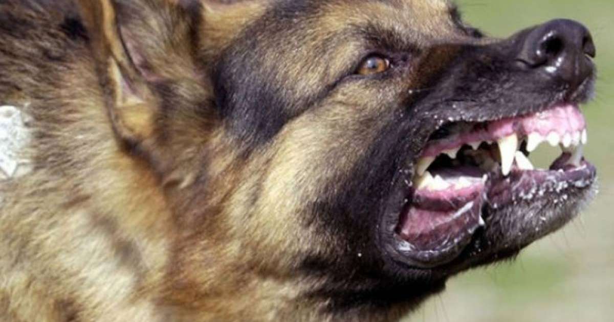 Алматыда ит ойнап отырған балаға шабуыл жасады (ВИДЕО)