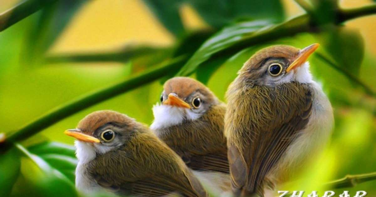 Пословицы и поговорки: Птица