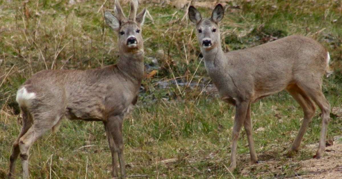 Еліктерді шетінен қырған