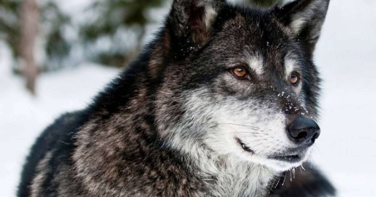 Көкжалдар өмірінің құпиясы