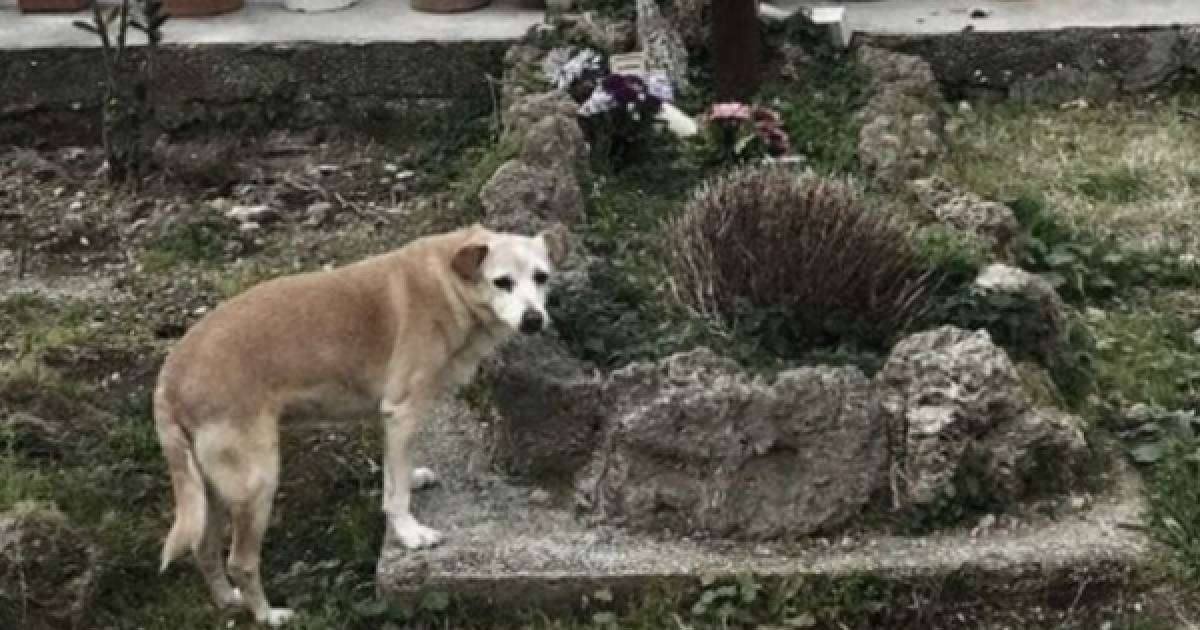 ​Иесін он жыл күткен ит оның мазарында өлді