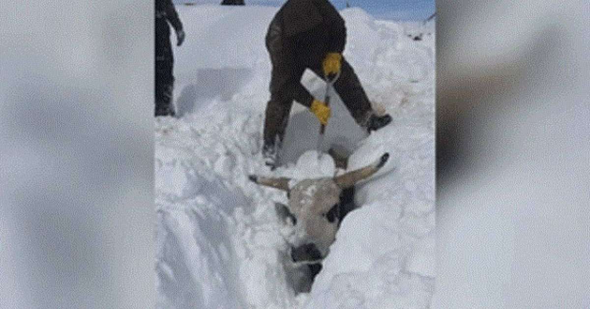 Видеошок: Фермер сиырларын қар астынан тірідей қазып алған