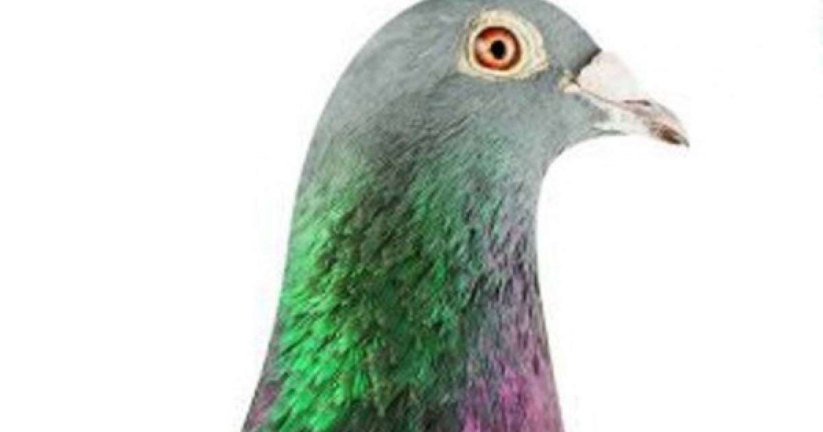 Аукционда көгершін 1,25 миллион еуроға сатылды