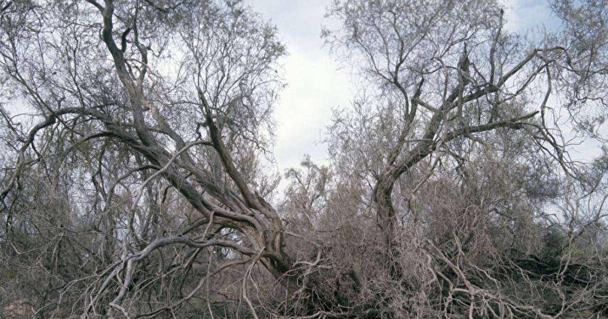 Ақтөбе мен Атырау облыстары бес-алты жылда шөл далаға айналуы мүмкін