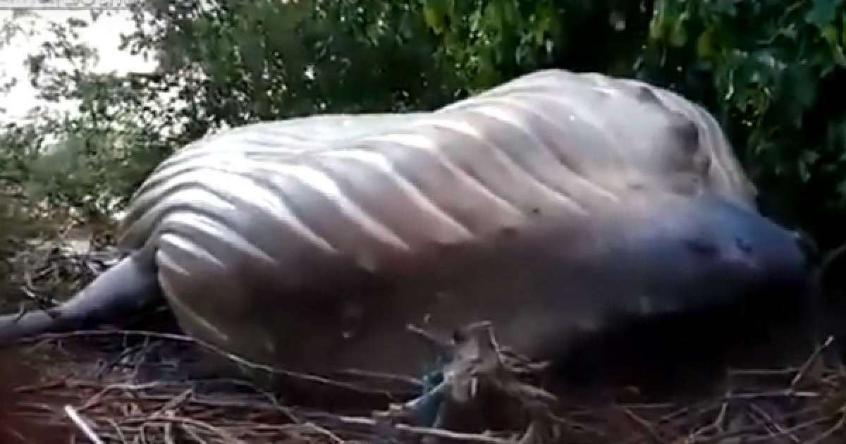 Ерекше өлім: Орманнан ақ киттің денесі табылды