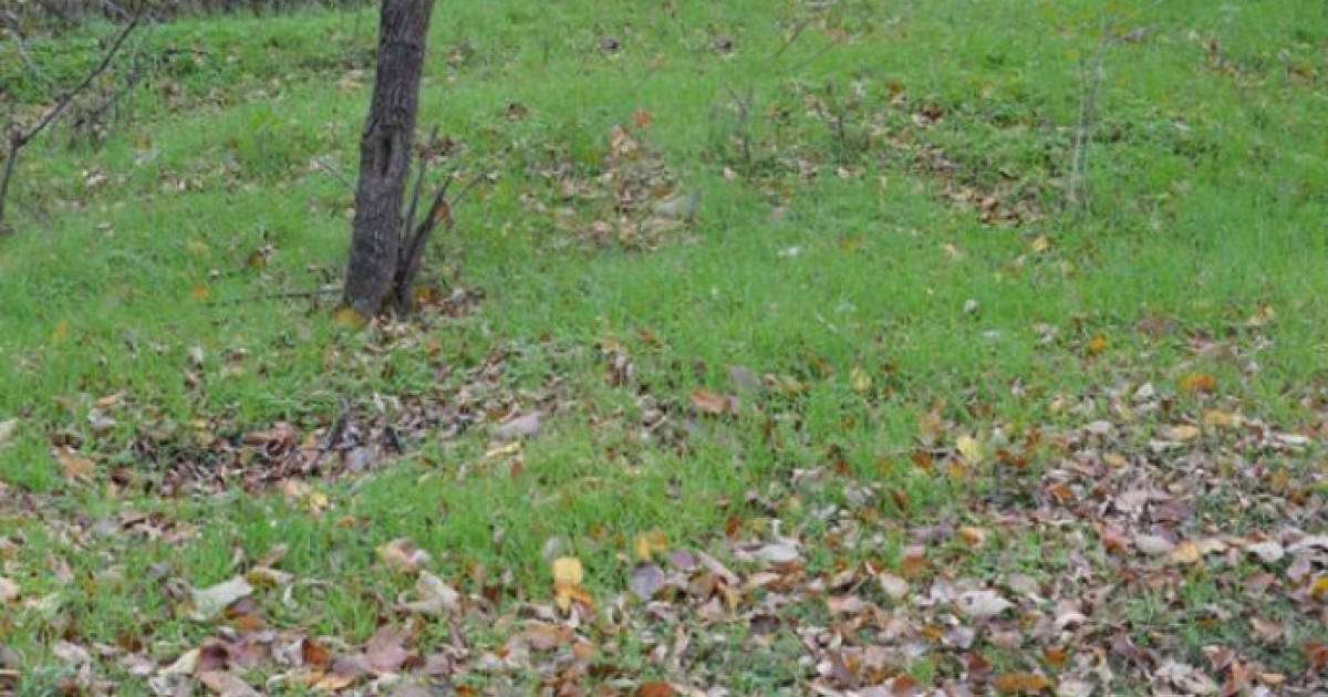 "Показуха деген осы". Қу шенеунік фотошоппен қоқыстың "көзін құртты" (фото)