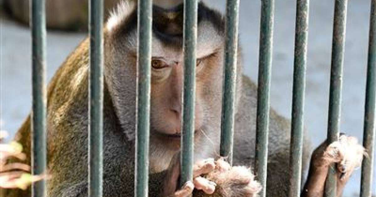 Қазақша тақпақ: Аңдар, Үй жануарлары туралы тақпақ коян арыстан аю түлкі тулки коян туралы такпак