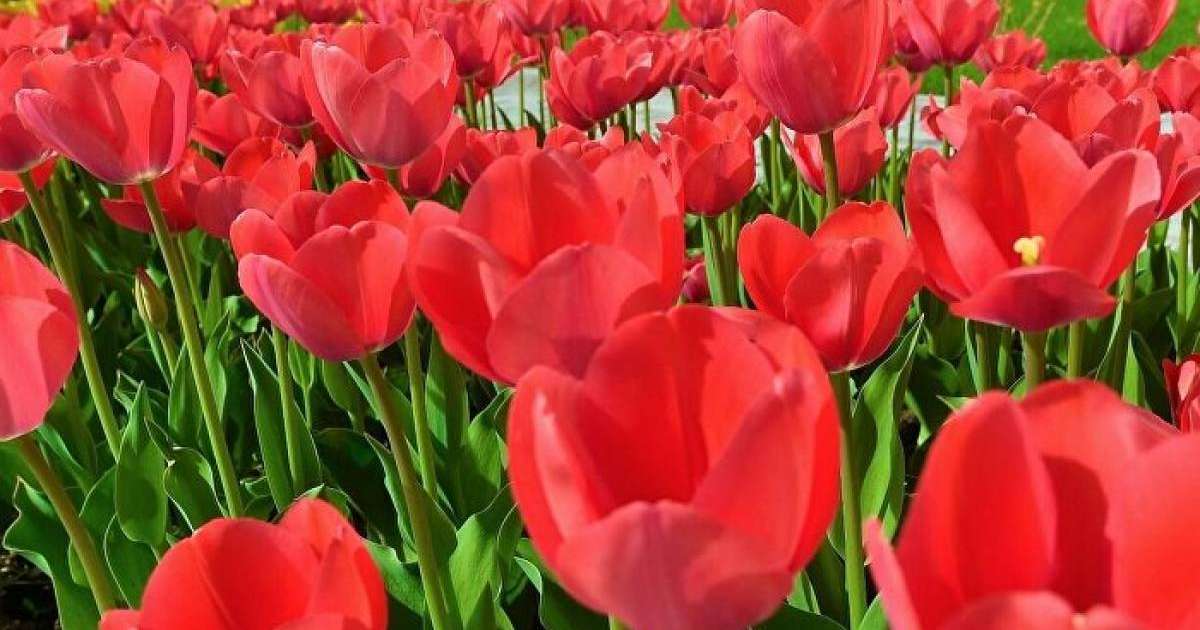 22 Наурыз мейрамы - Балабақша сабақ жоспары