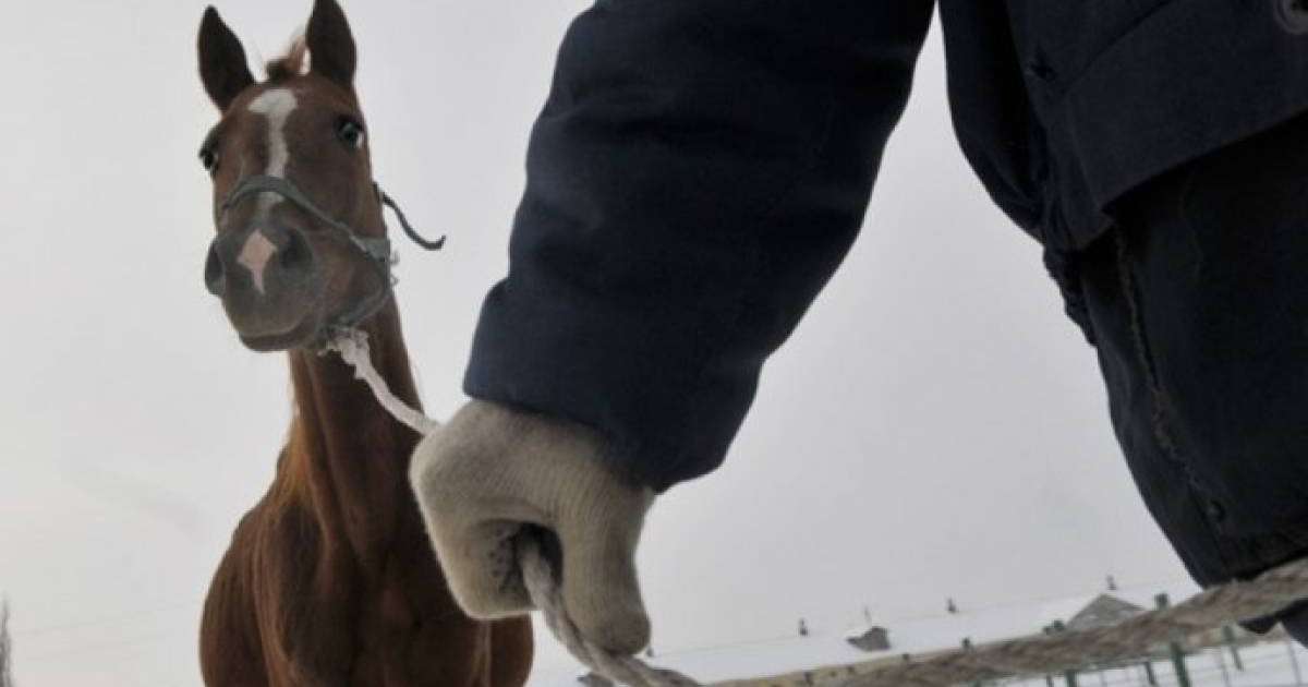 Алматы облысында полицейлер ұрланған малды иелеріне қайтарды