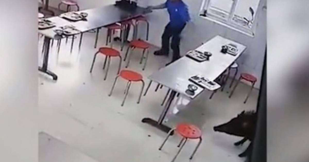 Асханада еркін жүрген жабайы қабан таспаға түсіп қалған