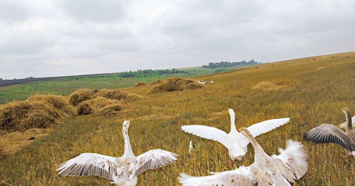 Балапандарын қорғаған қаз жылқыға шабуыл жасады – видео