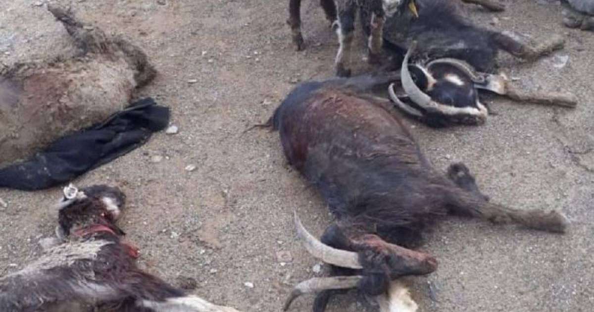 Маңғыстауда ірі бұршақ төпелеп жауды