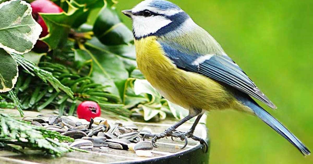 Құстарға қамқорлық, тәрбие сағаты, қызыл кітапқа енген құстар, табиғатты аялау, құстарды қорғау