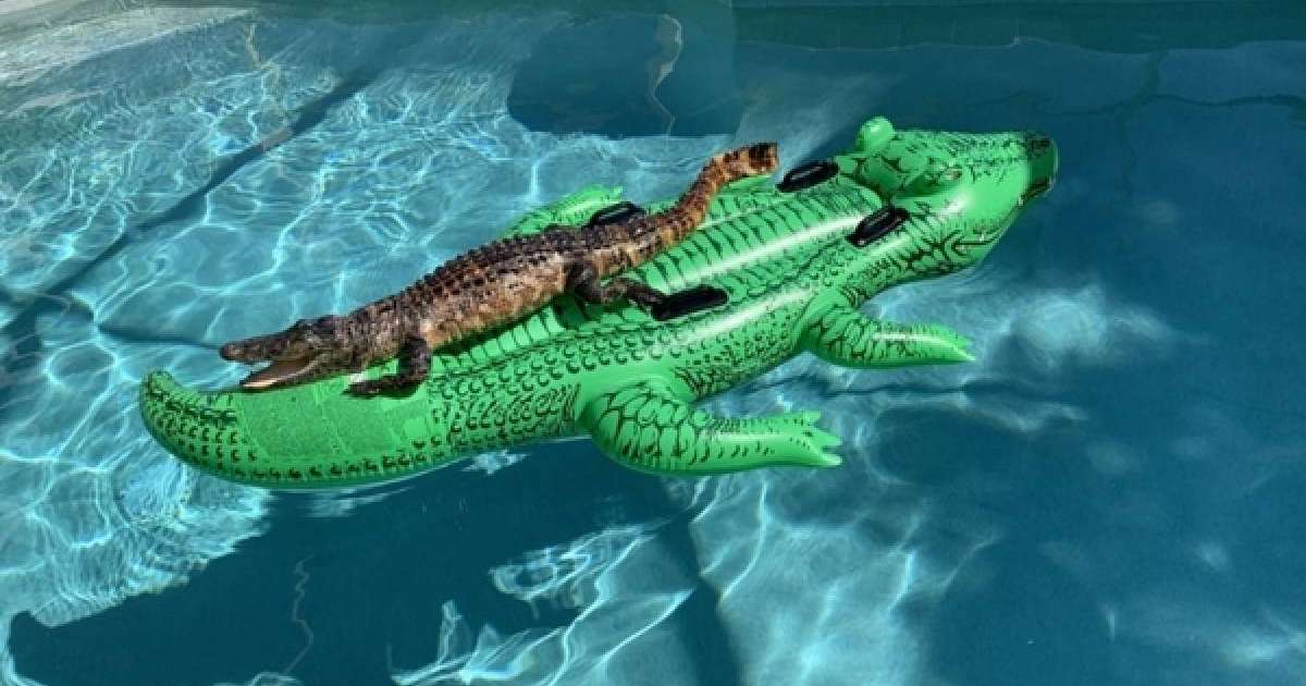 Бассейнде матраспен жүзіп жүрген қолтырауын таспаға түсіп қалды