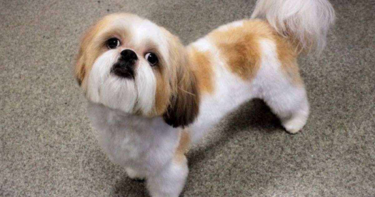 ​Иесінің соңғы тілегін орындаған ит өліп қалды