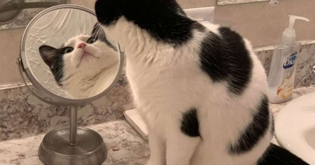 ​Айнадағы мысықтың бейнесі көпшілікті сарсаңға салды