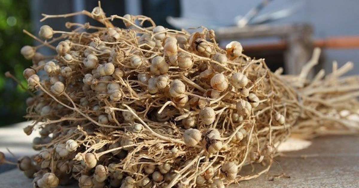 Адыраспан туралы не білесіз? |