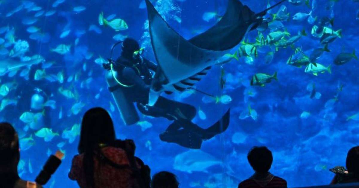 Қиын жағдайға тап болған теңіз албастысы адамдардан көмек сұрады – видео