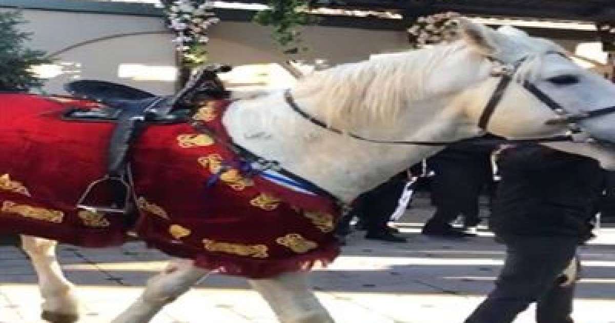 Байлығы тасыған қазақтардың ұлан-асыр тойы жұрттың жағасын ұстатты