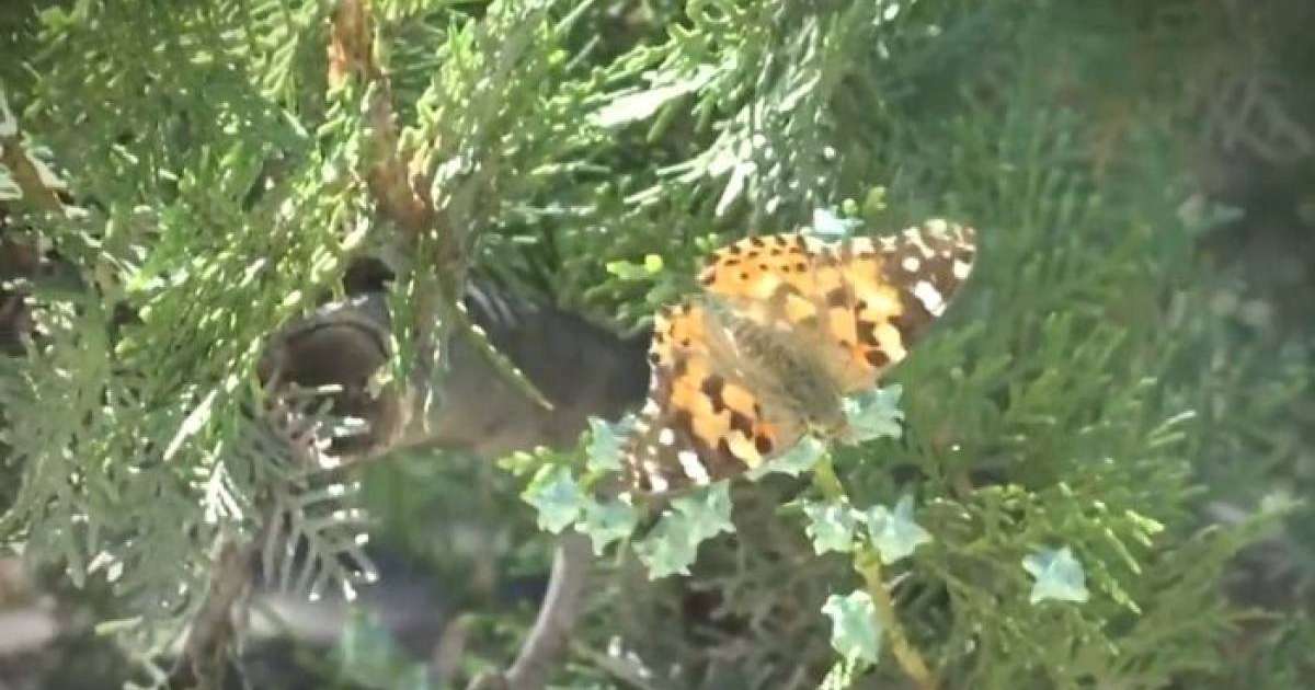 Ақтауды көбелек басып қалды – видео