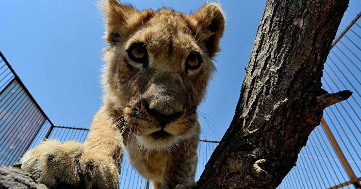 Кішкентай ит арыстандармен айқасты, оқиғаның соңын ешкім күтпеді – видео  