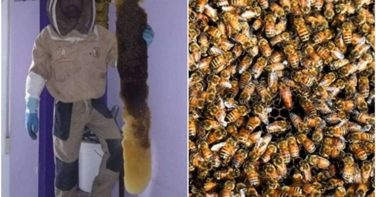 Тұрғын үйдің қабырғасынан 80 мың тірі ара табылған