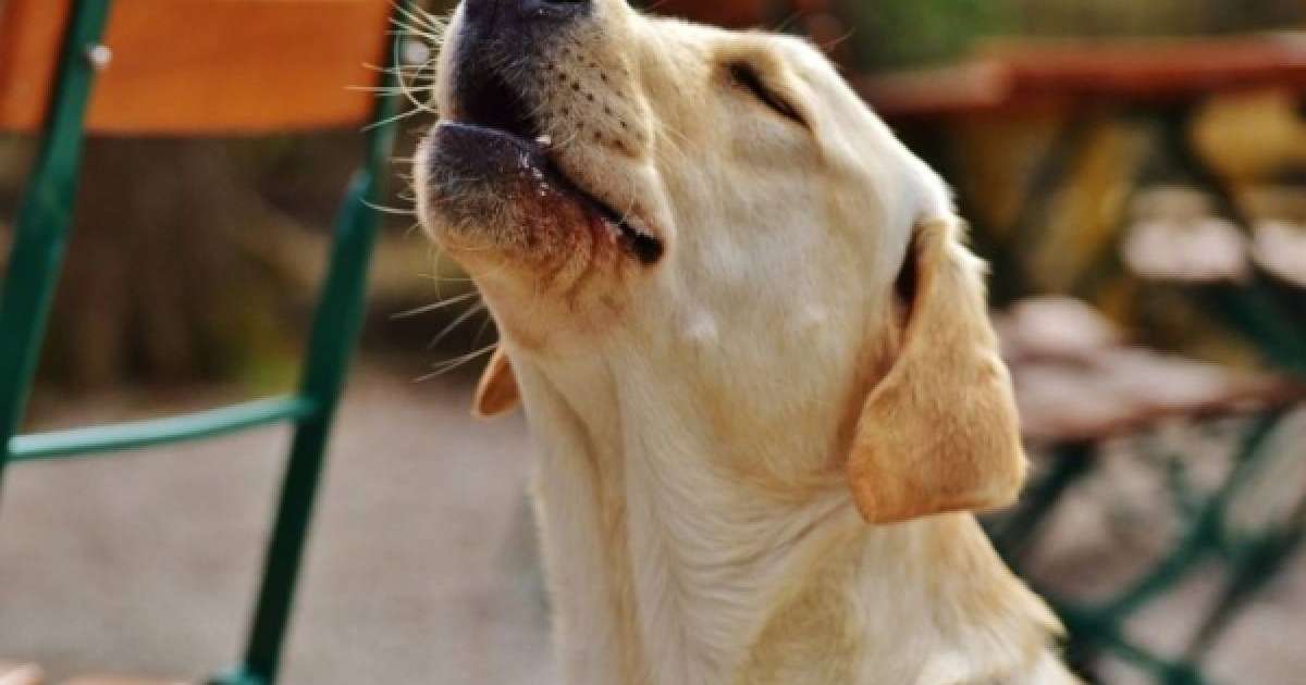 Жігіт иті үшін қалыңдығын тастап кеткен