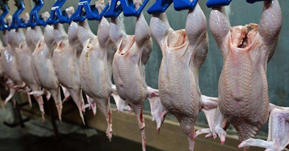 Қазақстанға Ресейден құс еті мен жұмыртқа әкелуге рұқсат етілді