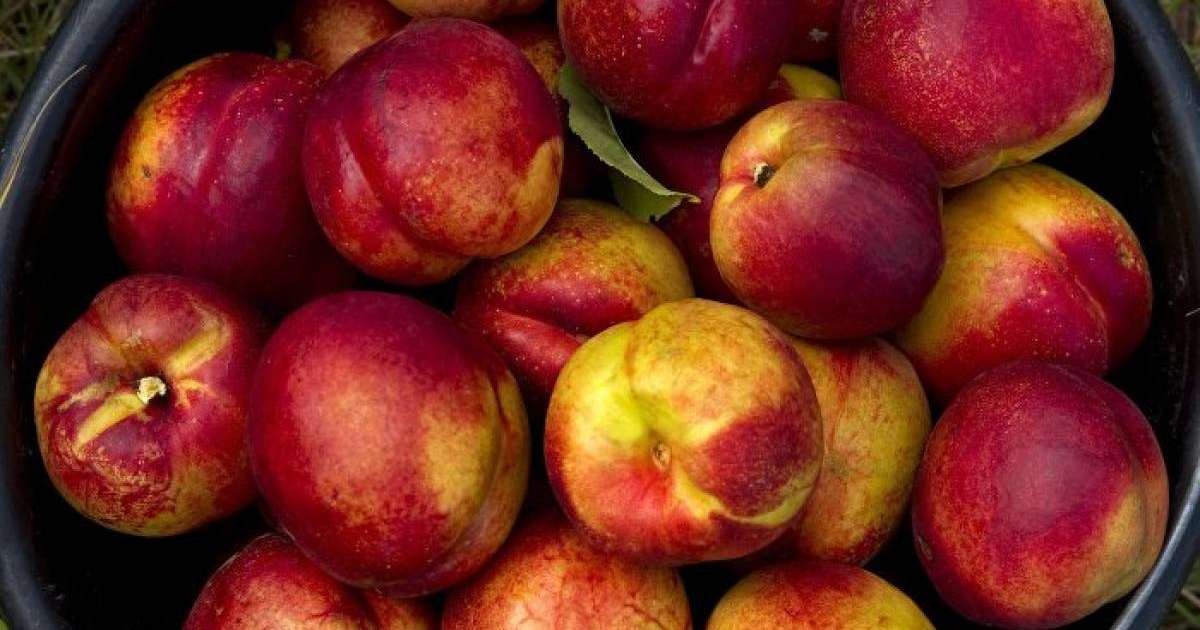 Аптап ыстықта не жеу керек – маманның кеңесі