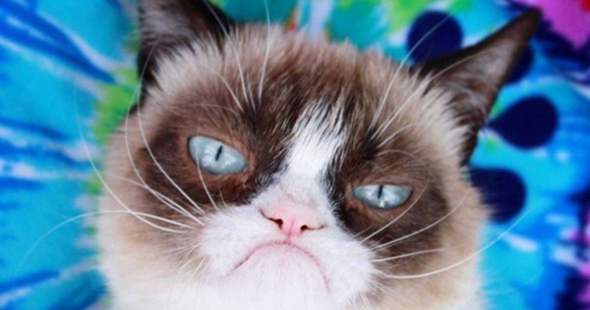 ​Желіде жұлдызға айналған мұңды мысық өліп қалды