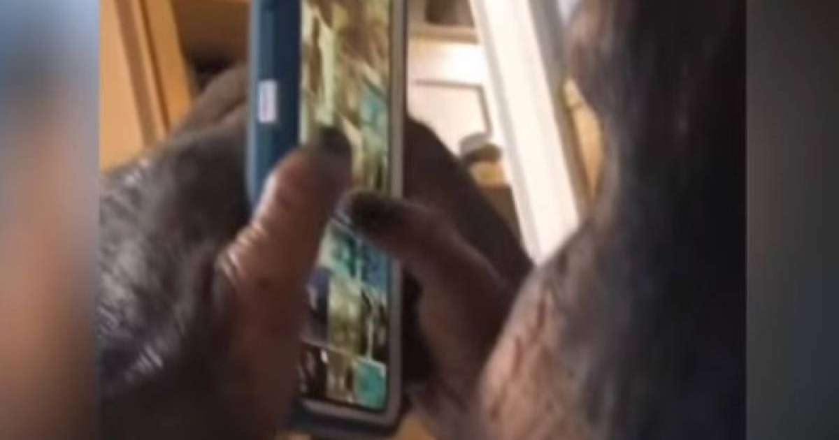 Instagram-да тіркелген ақылды маймыл танымал бола бастады - күлкілі видео