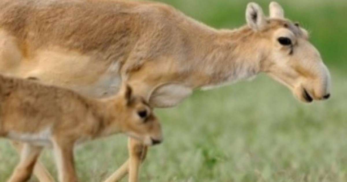 Құралайдың салқыны |