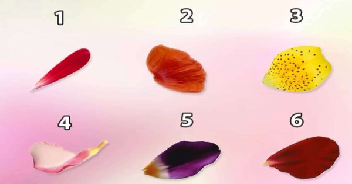 Психологиялық тест: Қай гүлдің қауызын бірінші таныдыңыз? (Жауабыңыз сіз туралы сыр айтады)