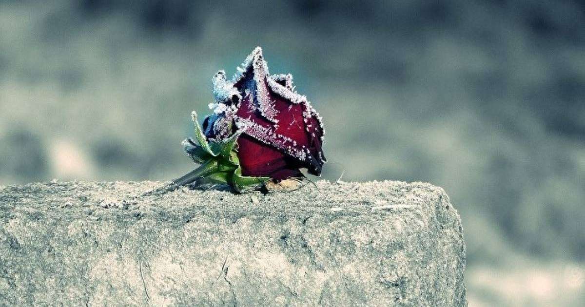 Жанар Хамитованы ертең жерлейді