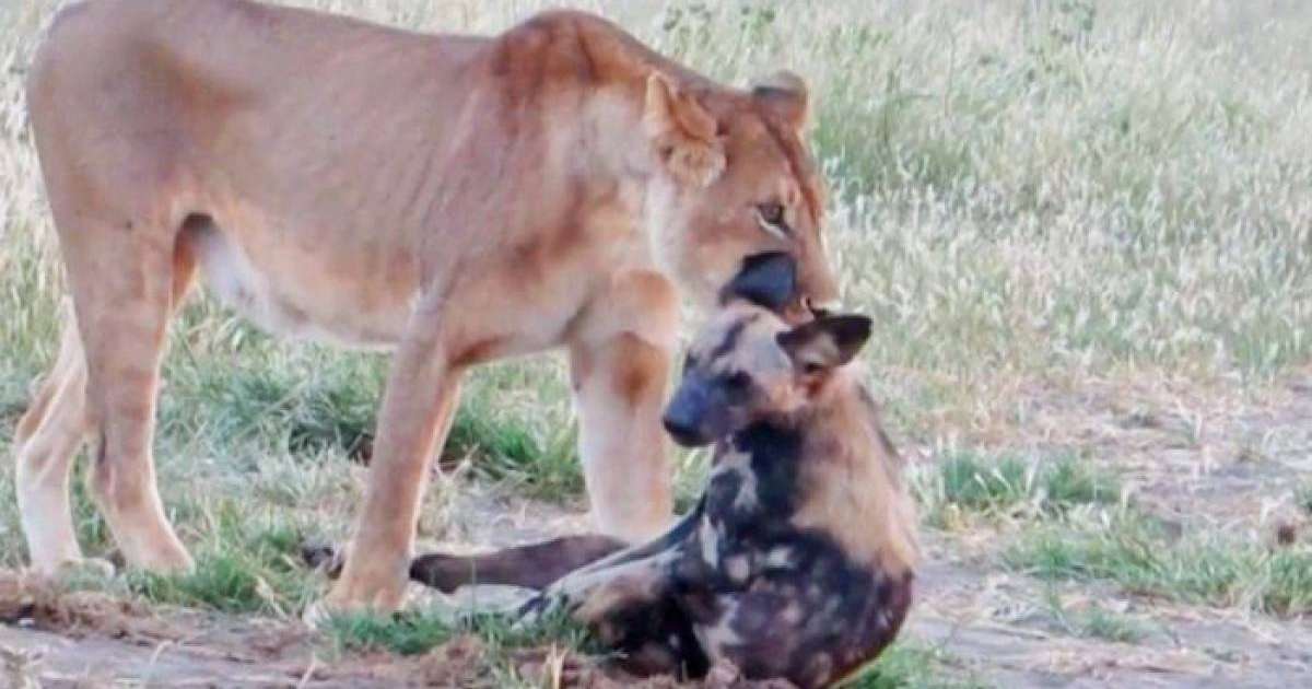 Қорқау ит арыстанның азуынан құтылу үшін өлген кейіп танытты