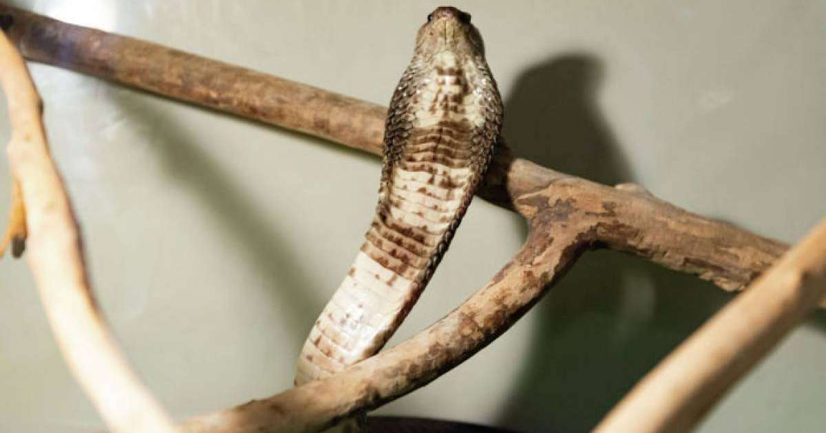 Үй мысығы отбасыны кобрадан құтқарды – видео