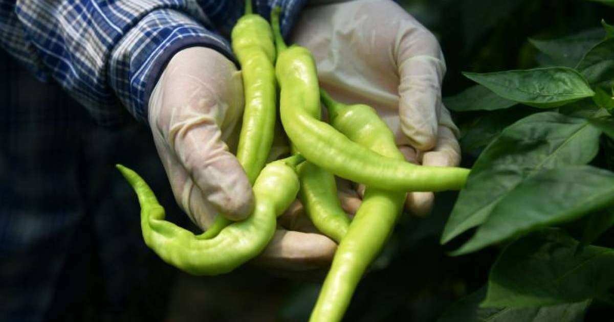 Ащы тағамның қандай пайдасы бар