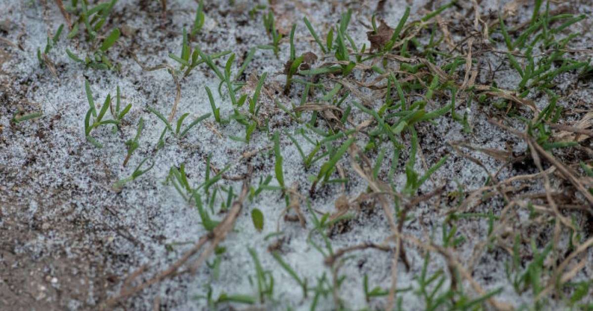 Өскеменде қар жауды - видео