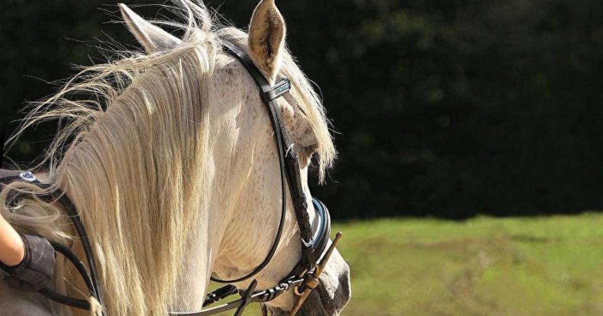 Атырау облысында полиция департаменті бастығына ат мінгізді