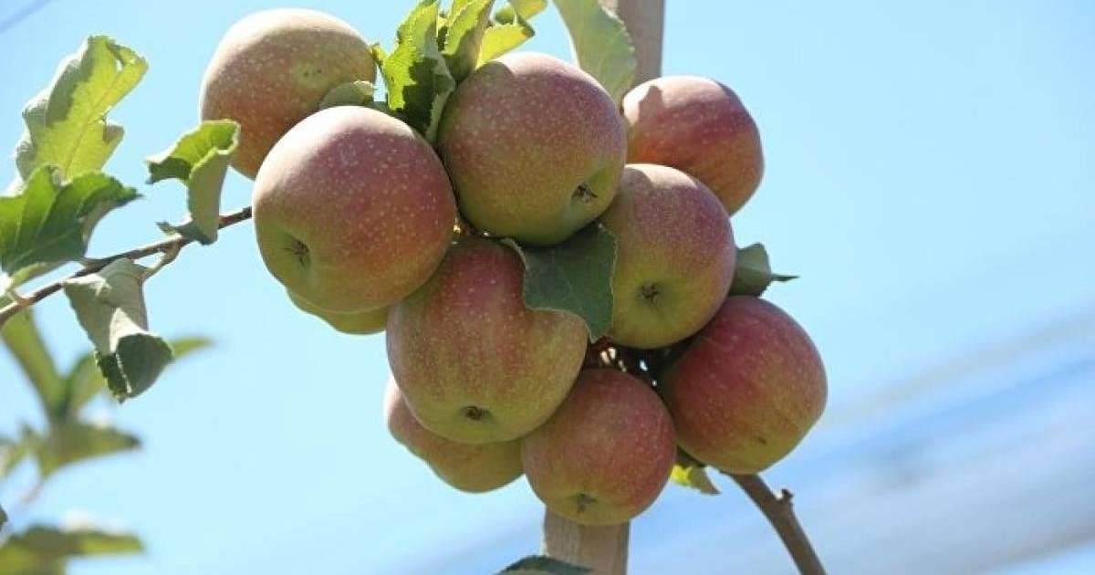 Нұр-Сұлтан, Алматы, Шымкент, Шығыс Қазақстан