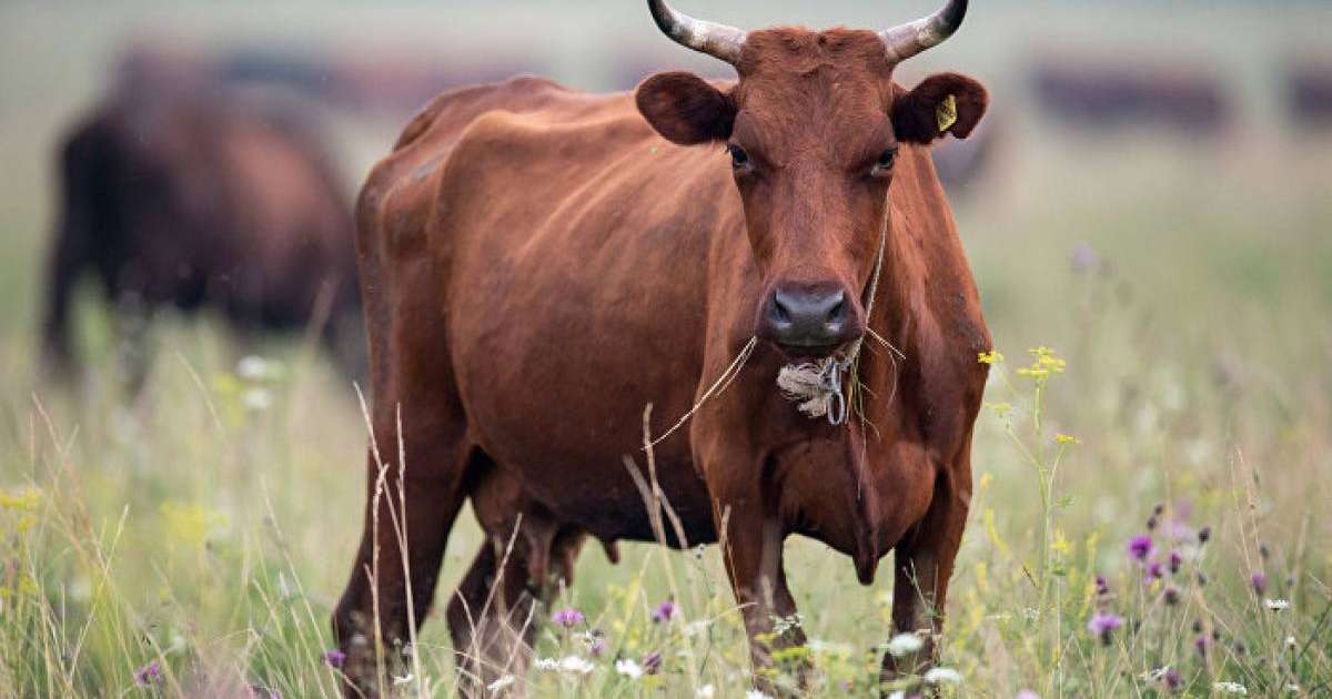 Мал ұрлаған адам 12 жылға дейін сотталуы мүмкін