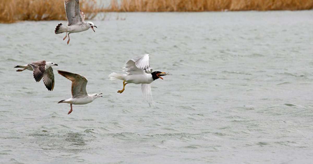 Қаз балапанына қырғидай тиген шағаланы суға батырып өлтірді – видео