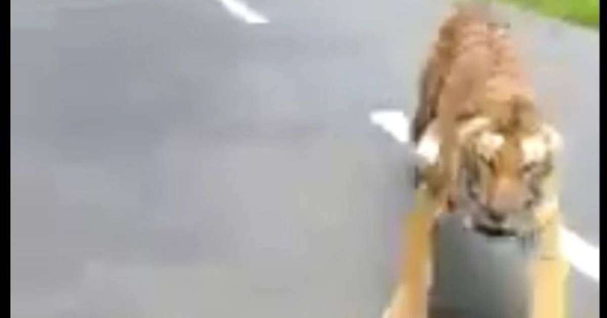 Жолбарыс мотоциклдің соңынан қуды - видео