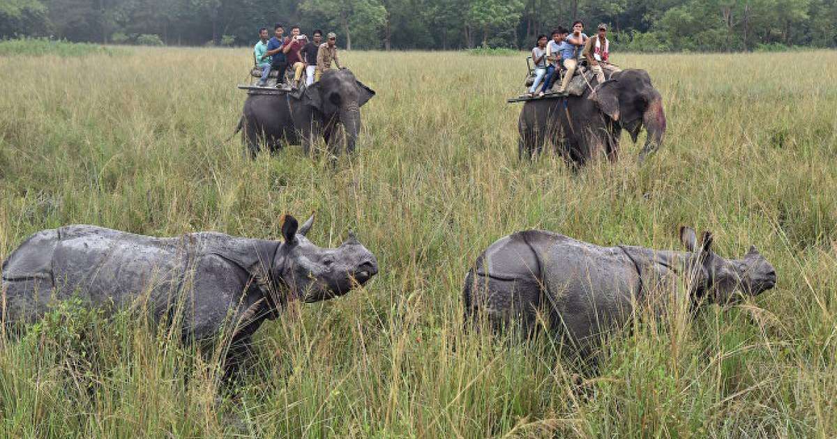 Піл мен мүйізтұмсықтың кескілескен айқасы видеоға түсіп қалды