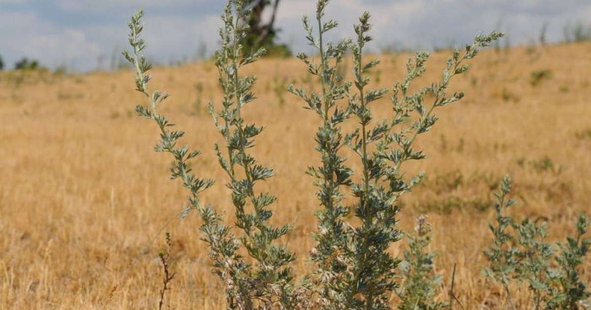 Жусанның емдік қасиеті, қандай ауруға ем, банк, иісі