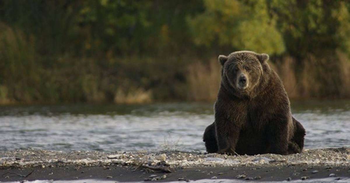 Қарны ашқан аю аңшылардың тоңазытқышын ұрлап әкетті – күлкілі видео
