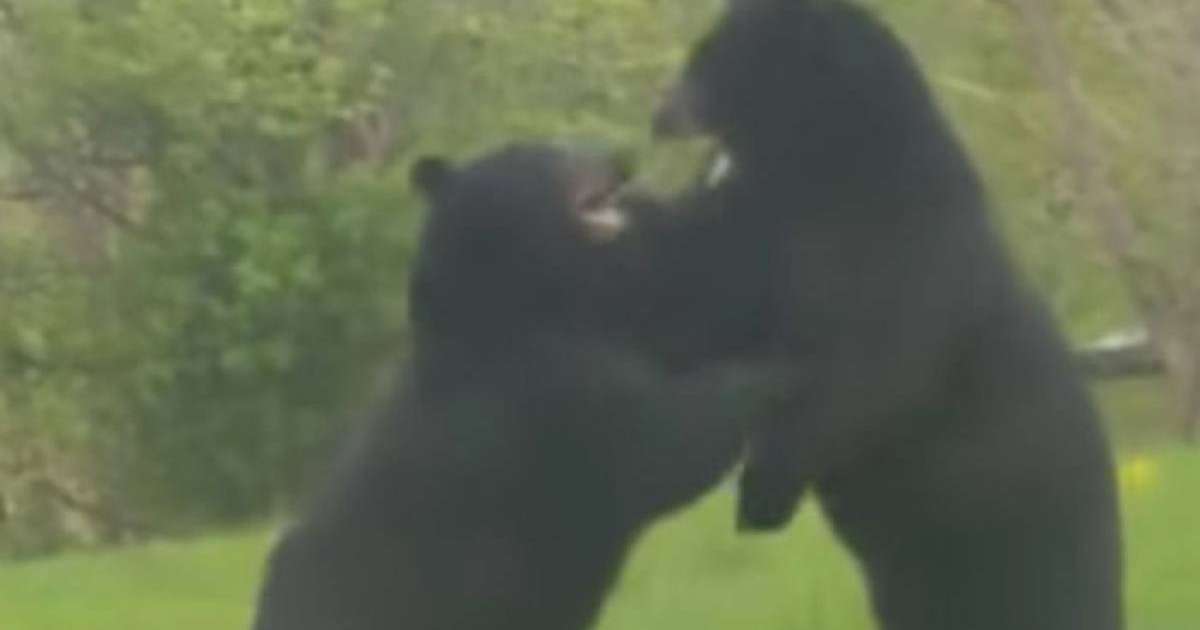 Тұрғын үйдің ауласында екі аю төбелесіп қалды