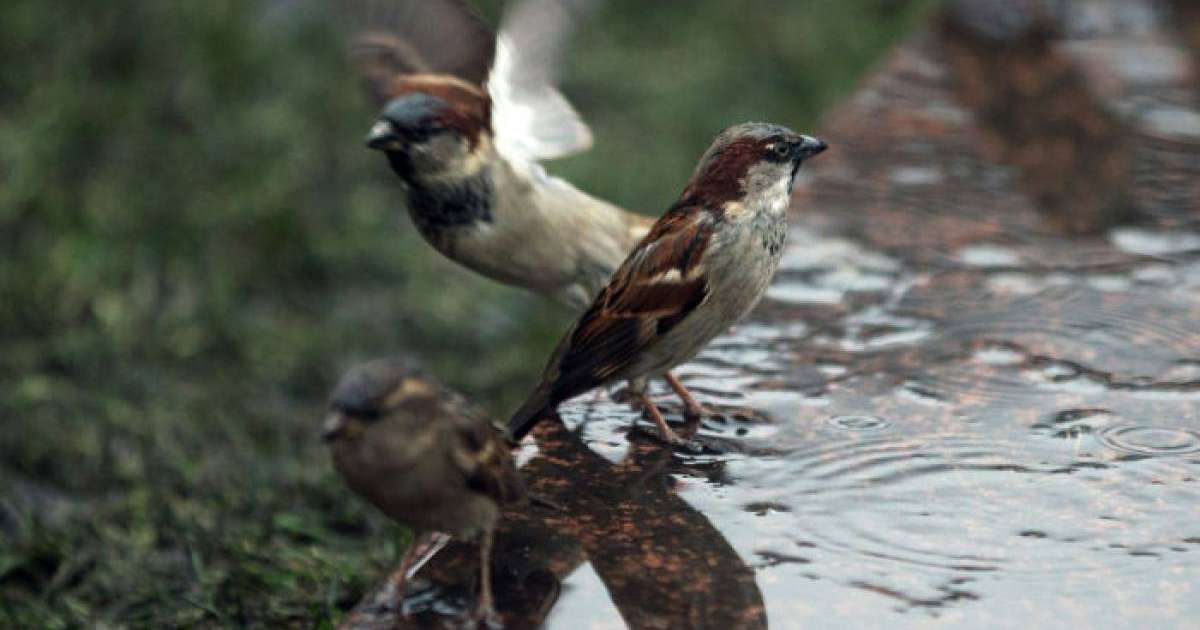 Бұршақ жауып, дауыл тұрады: Қазгидромет дабылды ескерту жариялады