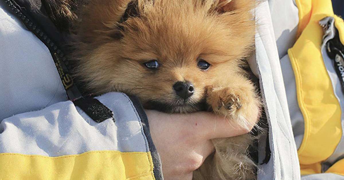 Әтеш сияқты шақыратын күшік желіні күлкіге батырды