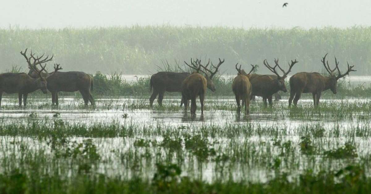 联合国科学组织：全球100万物种濒临灭绝